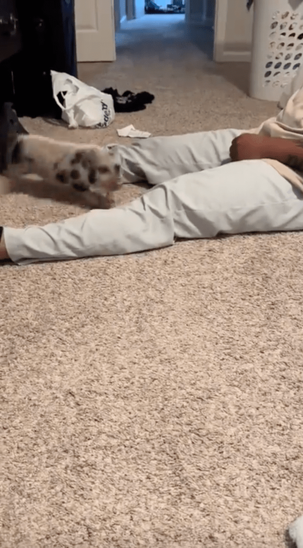 출처 : Reddit / 다리를 뛰어 넘어다니며 놀고 있는 아기 돼지