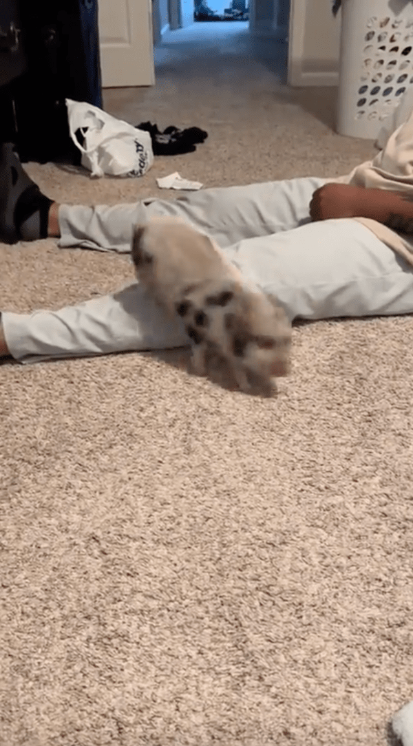 출처 : Reddit / 신나게 운동하는 듯한 아기 돼지