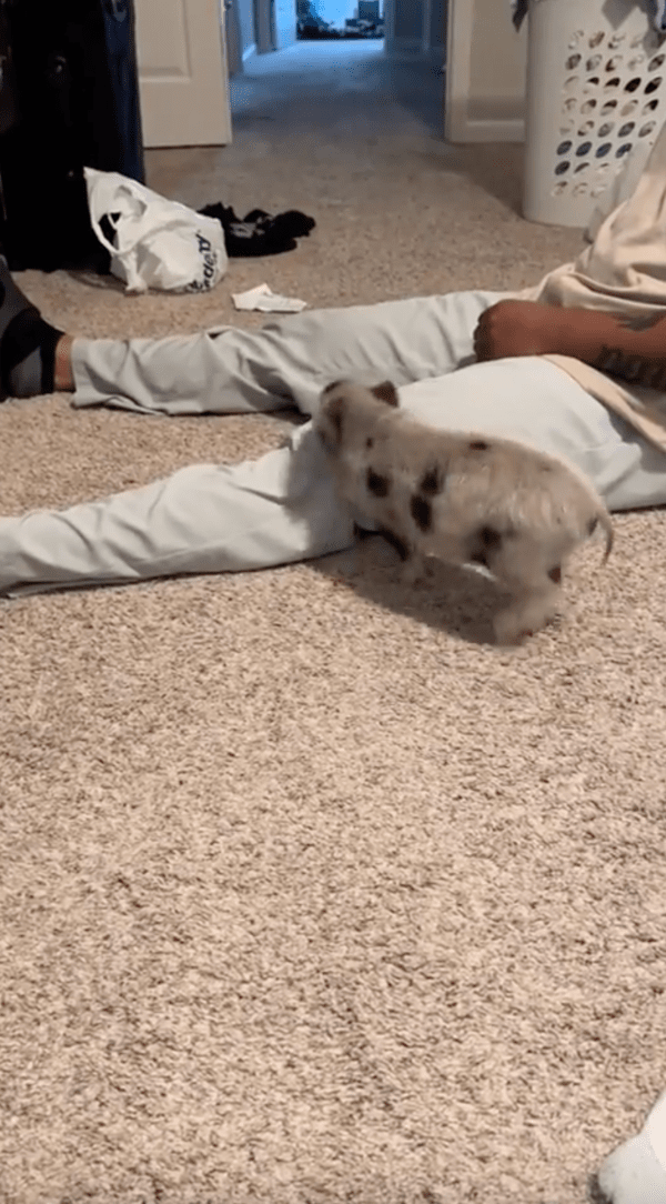 출처 : Reddit / 주인의 다리를 뛰어다니며 운동하는 아기 돼지