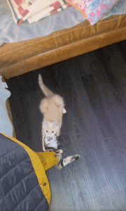 외투 속 고양이 대탈출! 소매에서 벌어진 ‘긴박한 구조 작전’