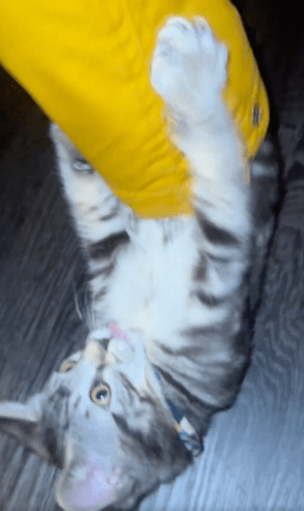 출처 : Reddit / 소매 끝에서거의 다 나온 고양이