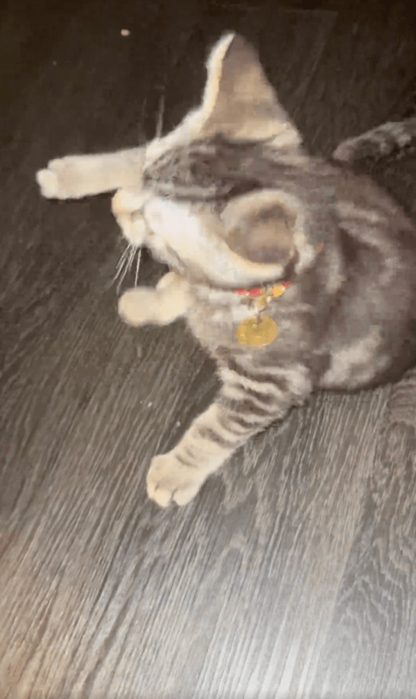 출처 : Reddit / 드디어 소매에서 탈출했다냥!!!