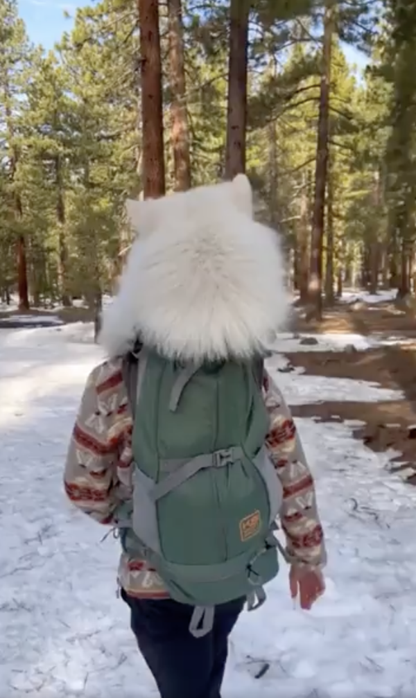 출처 : Reddit / 사람 등에 안겨 있는 강아지의 정체?