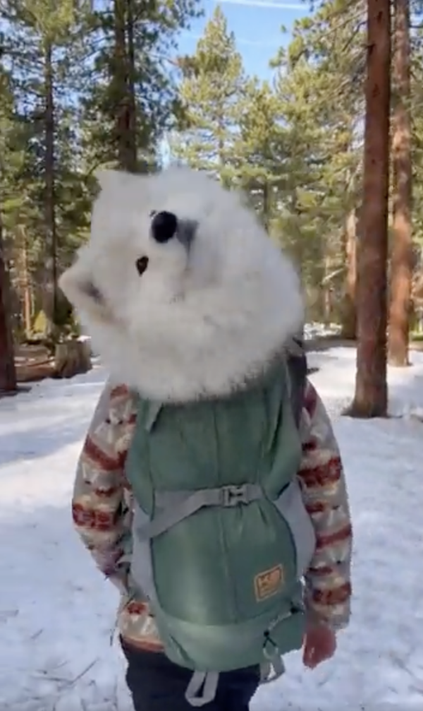 출처 : Reddit / 주인의 머리는 가뿐히 가리는 사모예드의 머리