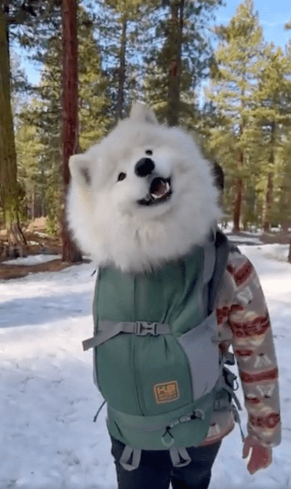 출처 : Reddit / 너무 편하게 이동해서 그저 좋은 사모예드