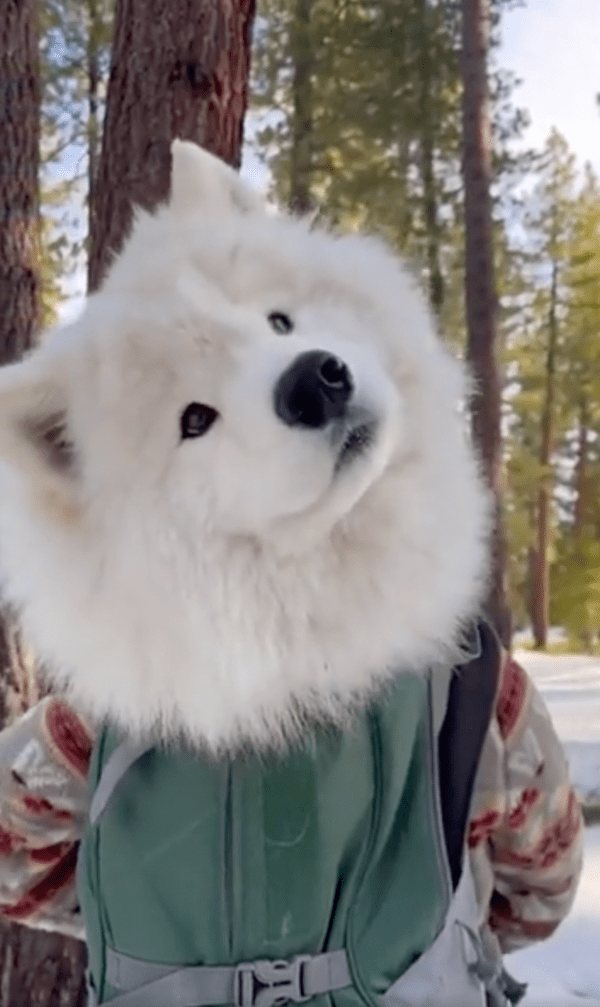 출처 : Reddit / 대형견도 가방에 들어가서 이동할 수 있개