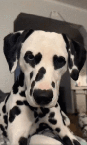 세상에 이런 강아지가?! 하트 눈으로 사람 마음 훔친 달마시안 등장!