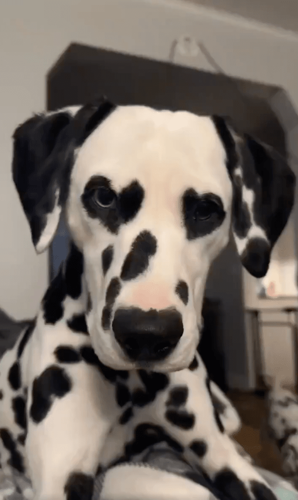출처 : Reddit / 주인을 바라보는 달마시안 눈에 하트가 뿅뿅?