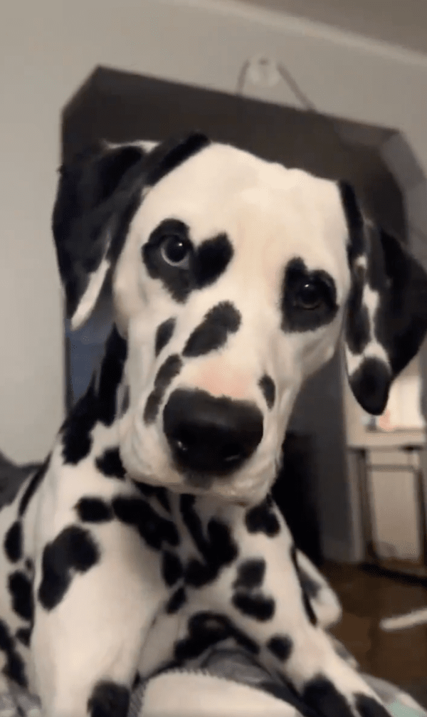 출처 : Reddit / 장난감 소리에 눈에 하트가 새겨진 듯한 달마시안
