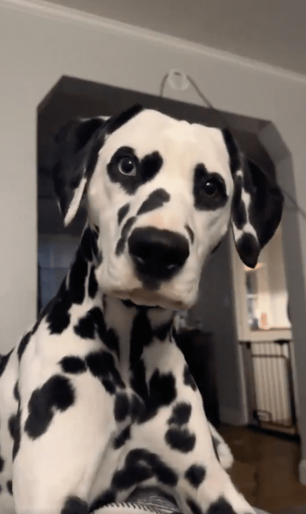 출처 : Reddit / 너무나 사랑스러운 달마시안의 표정