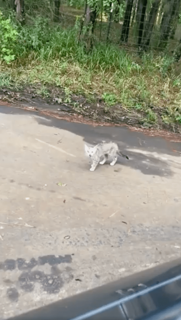 출처 : Reddit / 차를 보며 다가오는 길고양이
