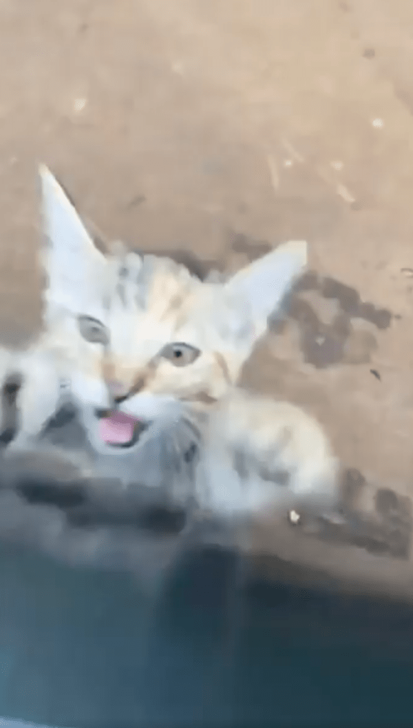 출처 : Reddit / 차로 점프해서 올라오려는 고양이