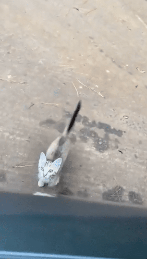 출처 : Reddit / 내가 점프한다냥~ 기다리라냥~