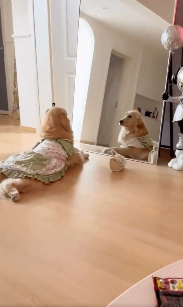 출처 : Reddit / 드레스를 입고 엎드려 있는 골든 리트리버