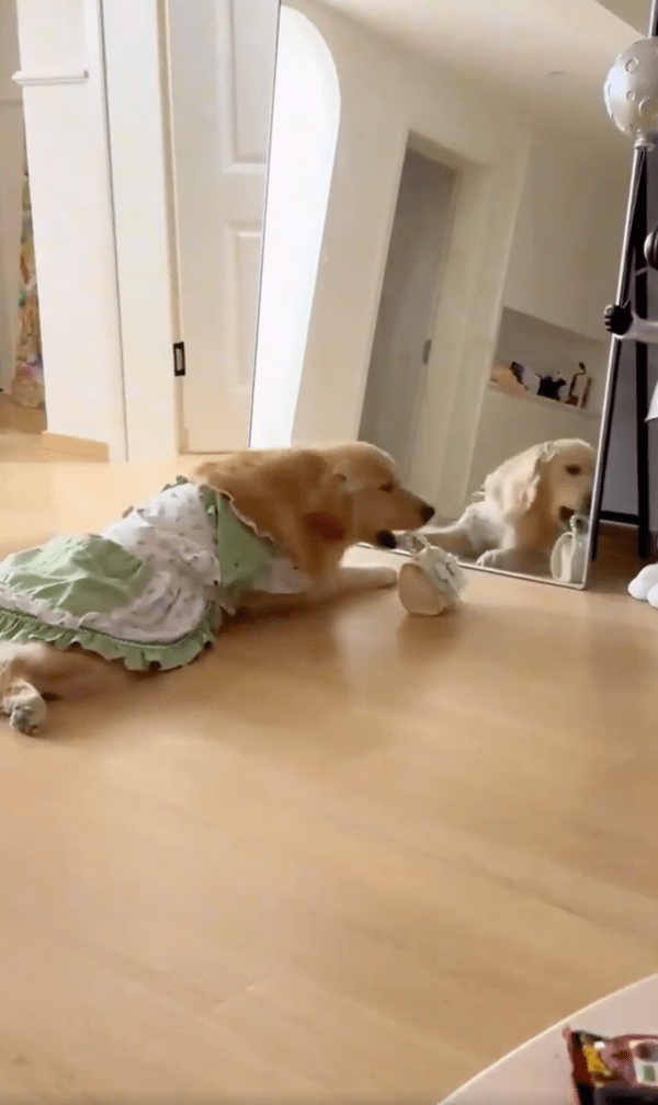 출처 : Reddit / 완벽한 옷에는 완벽한 액세사리가 필요하개