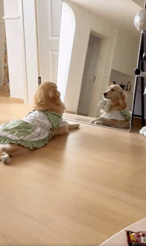 출처 : Reddit / 가방까지 들고 완벽한 자기를 바라보는 골든 리트리버