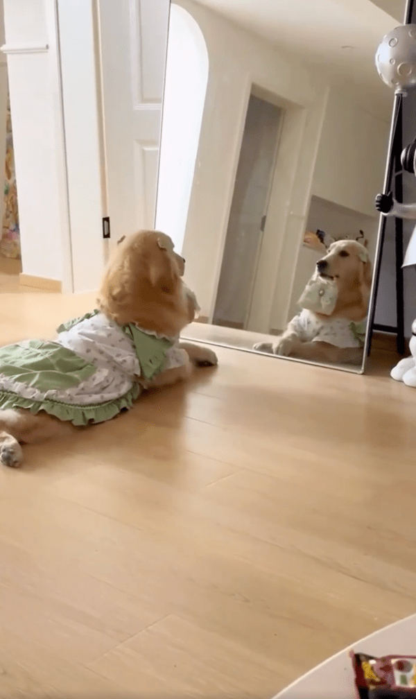 출처 : Reddit / 발을 교차해보며 어느 쪽이 더 괜찮은지 확인하는 리트리버