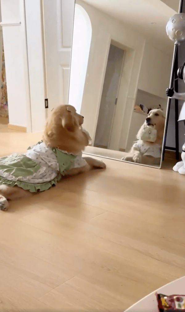 출처 : Reddit / 엄마를 따라하는 골든 리트리버의 우아한 모습