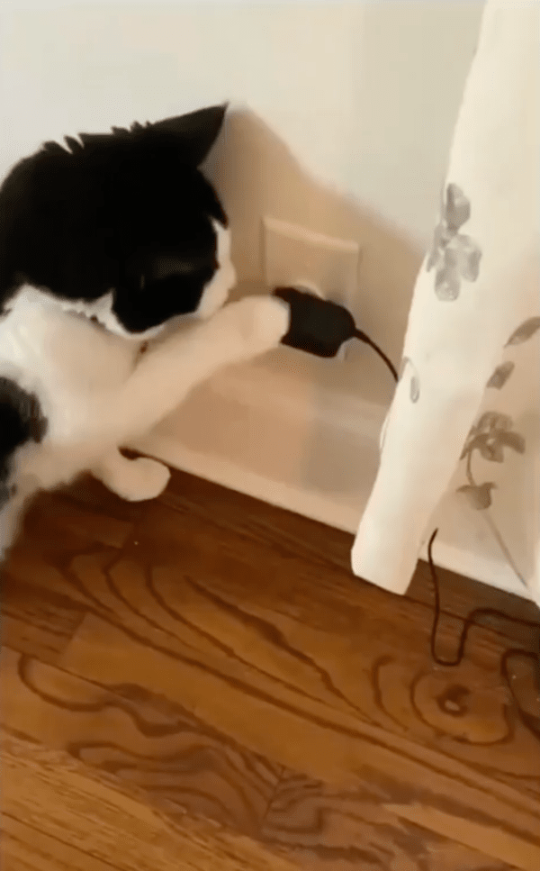 출처 : Reddit / 전원선을 건드리는 고양이