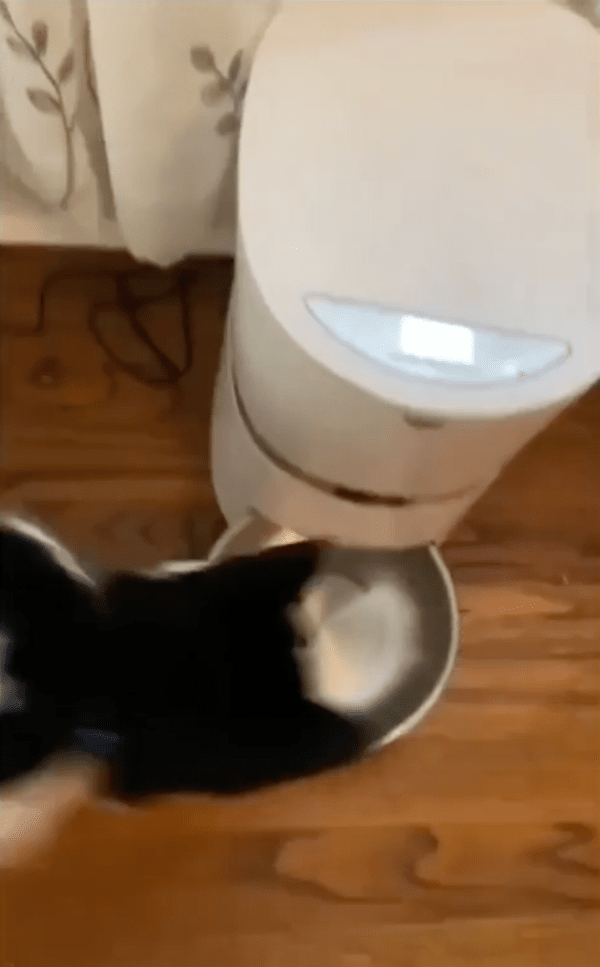 출처 : Reddit / 자동급식기의 전원을 건드리고 사료가 나오는 걸 확인하는 고양이