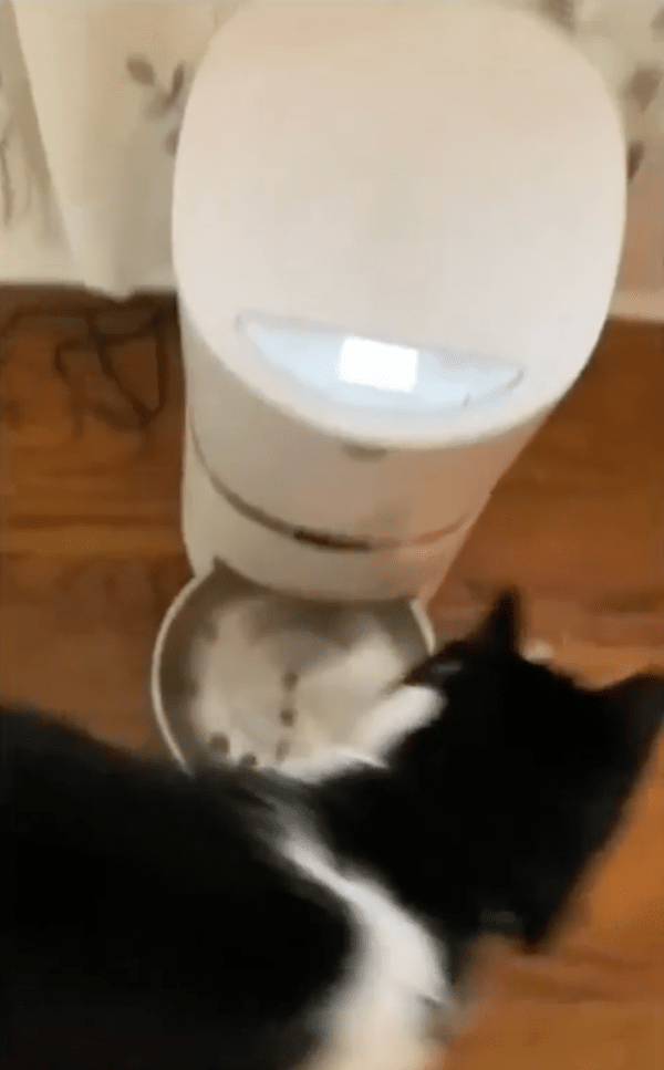 출처 : Reddit / 자동급식기의 전원을 건드리고 사료가 나오는 걸 확인하는 고양이