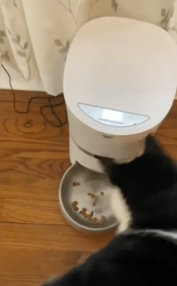 출처 : Reddit / 자동급식기에서 사료가 나오자 먹으려는 고양이