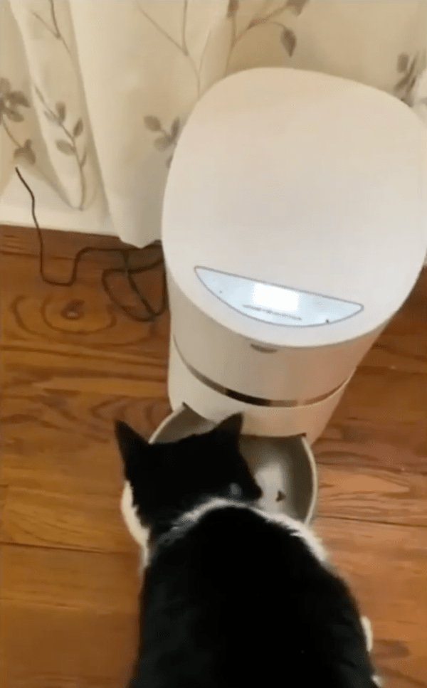 출처 : Reddit / 자동급식기의 전원을 건드리고 사료를 먹는 고양이