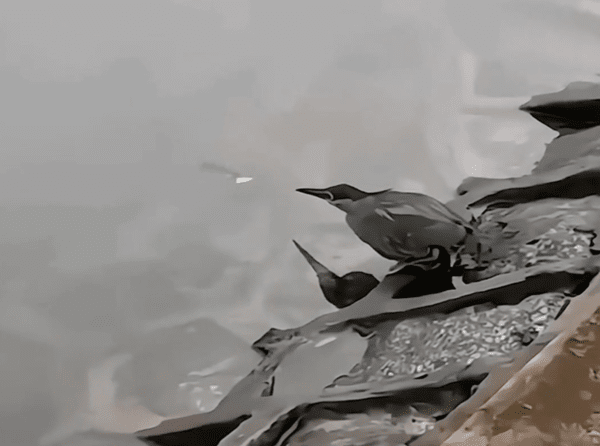 출처 : Reddit / 강에 꽃잎을 떨어뜨려 반응을 보는 새