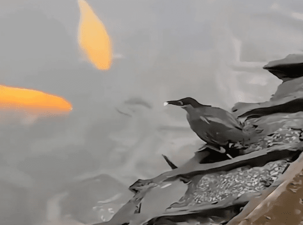 출처 : Reddit / 물고기들이 다가오자 꽃잎을 가져가는 새