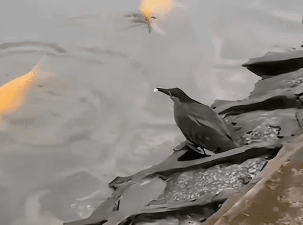 출처 : Reddit / 꽃잎을 미끼로 사용하여 물고기를 잡으려는 새