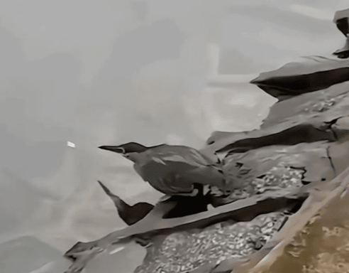 출처 : Reddit / 꽃잎을 미끼로 사용하여 물고기를 잡으려는 새