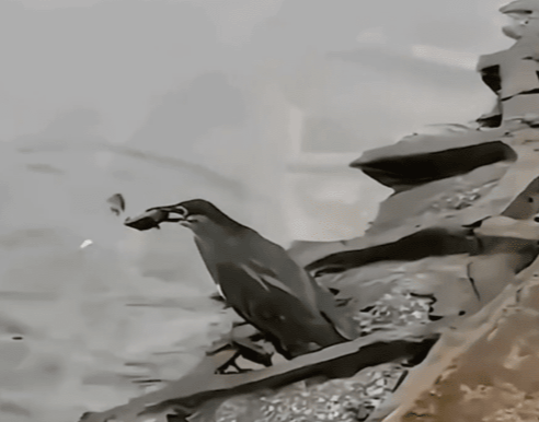 출처 : Reddit / 물고기를 잡는 데 성공한 새