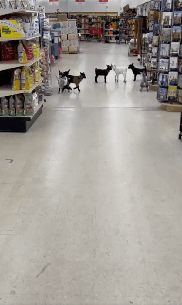 출처 : Reddit / 대형마트에 나타난 아기 염소들?!