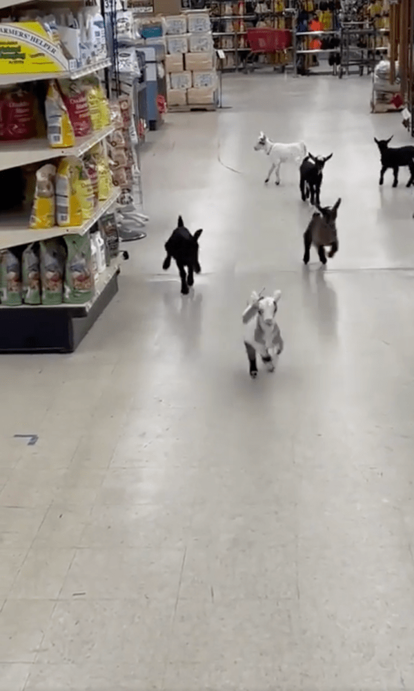 출처 : Reddit / 마치 어린 아이들처럼 이리저리 뛰어다니는 아기 염소들