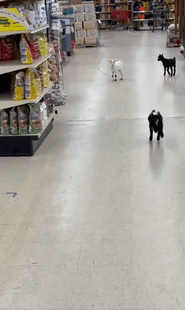 출처 : Reddit / 이제 집에 가야지 라고 부르는 듯한 주인