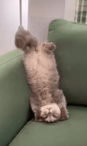 충격! 고양이가 소파에 물구나무? 요가 자세도 씹어먹는다!