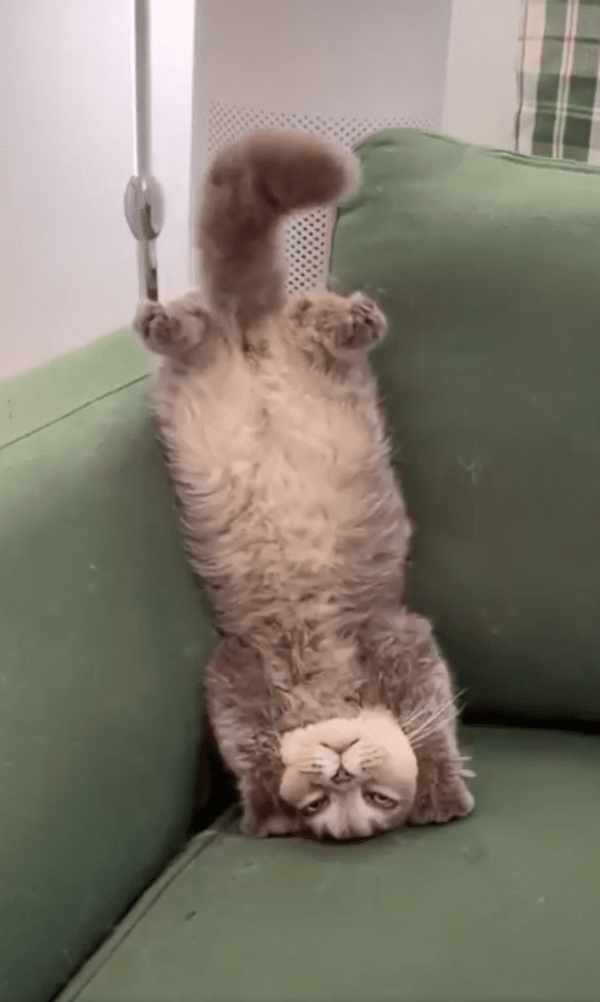 출처 : Reddit / 소파에 기대 물구나무 선 고양이