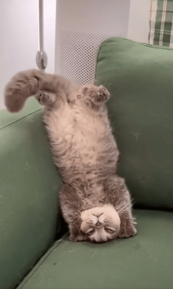 출처 : Reddit / 소파에 기대 물구나무 선 고양이