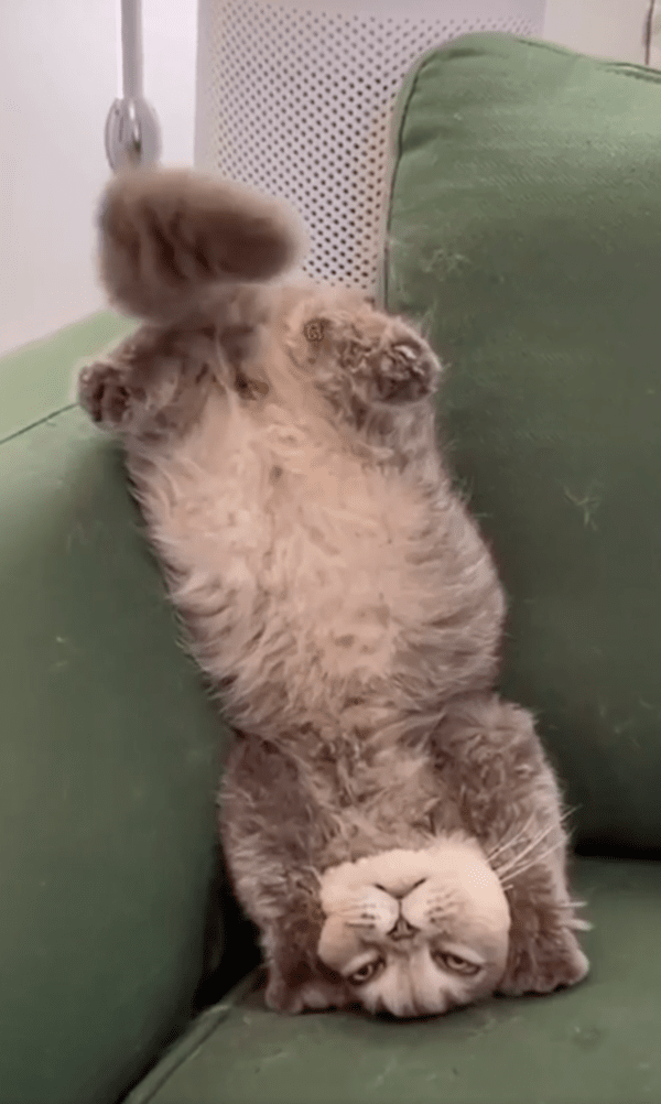 출처 : Reddit / 소파에 기대 물구나무 선 고양이