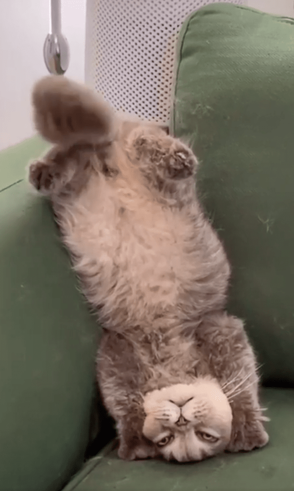 출처 : Reddit / 소파에 기대 물구나무 선 고양이