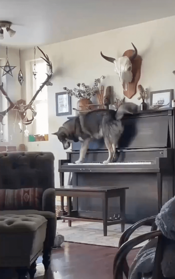 출처 : Reddit / 건반 위에 올라가 있는 허스키