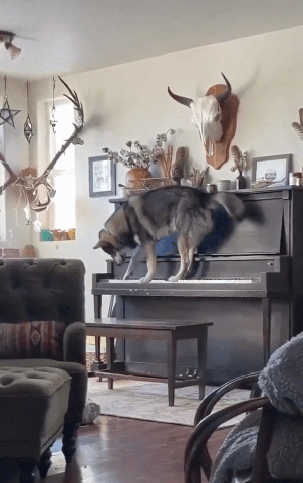 출처 : Reddit / 건반을 이리저리 누르며 소리를 듣는 허스키