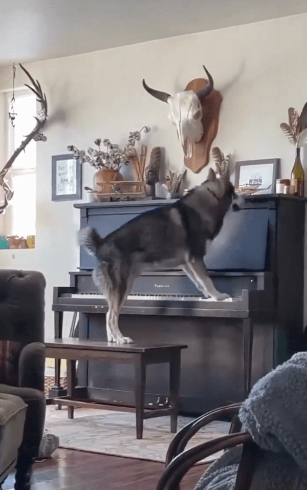 출처 : Reddit / 곡을 완성한 듯한 허스키의 모습