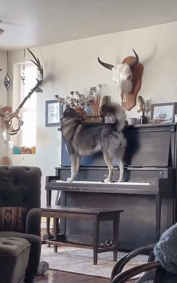 출처 : Reddit / 건반을 치고 하울링하는 허스키