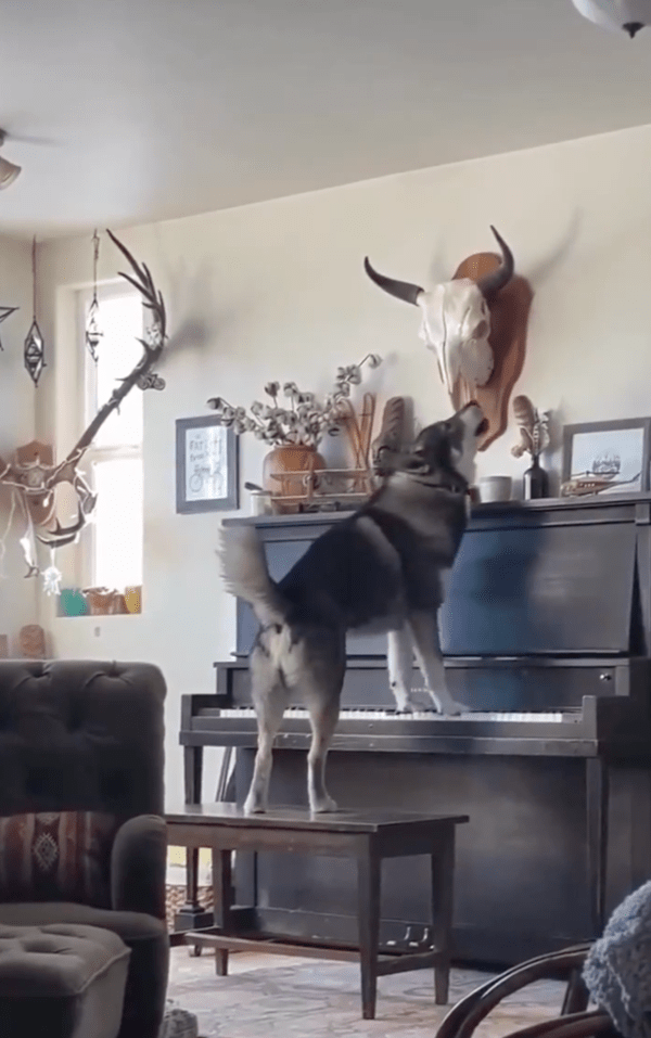 출처 : Reddit / 자신이 친 건반 소리에 맞춰 하울링하는 허스키