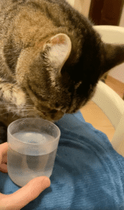 평범한 물은 거부?! 품격 있는 고양이의 ‘물맛 테스트’