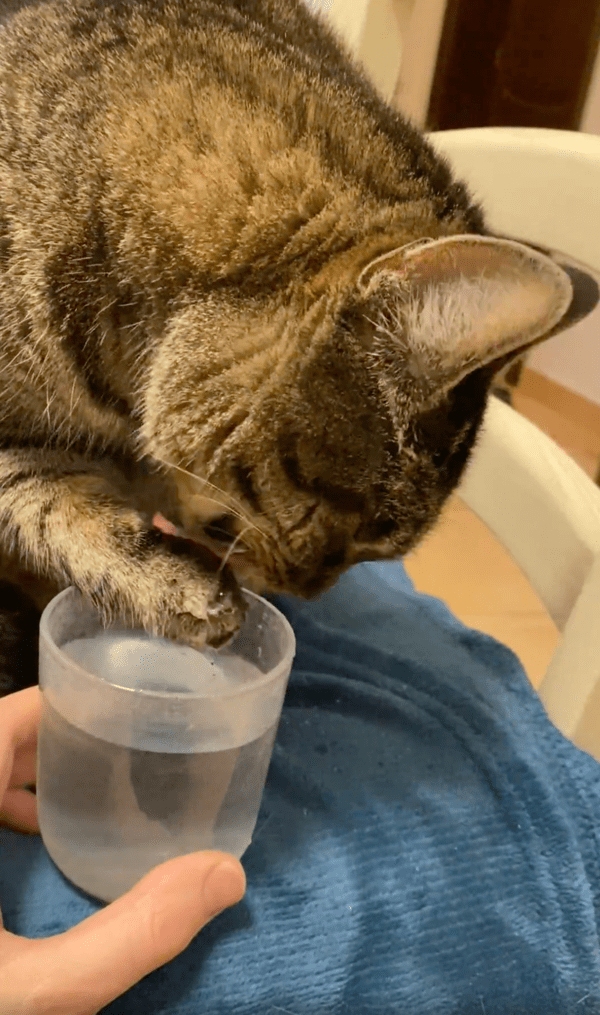 출처 : Reddit / 앞발에 맺힌 물방울을 핥는 고양이