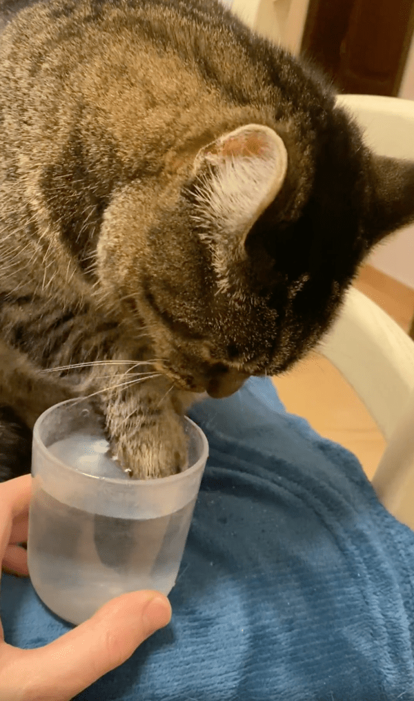 출처 : Reddit / 물을 맛보는 워터 소믈리에 고양이