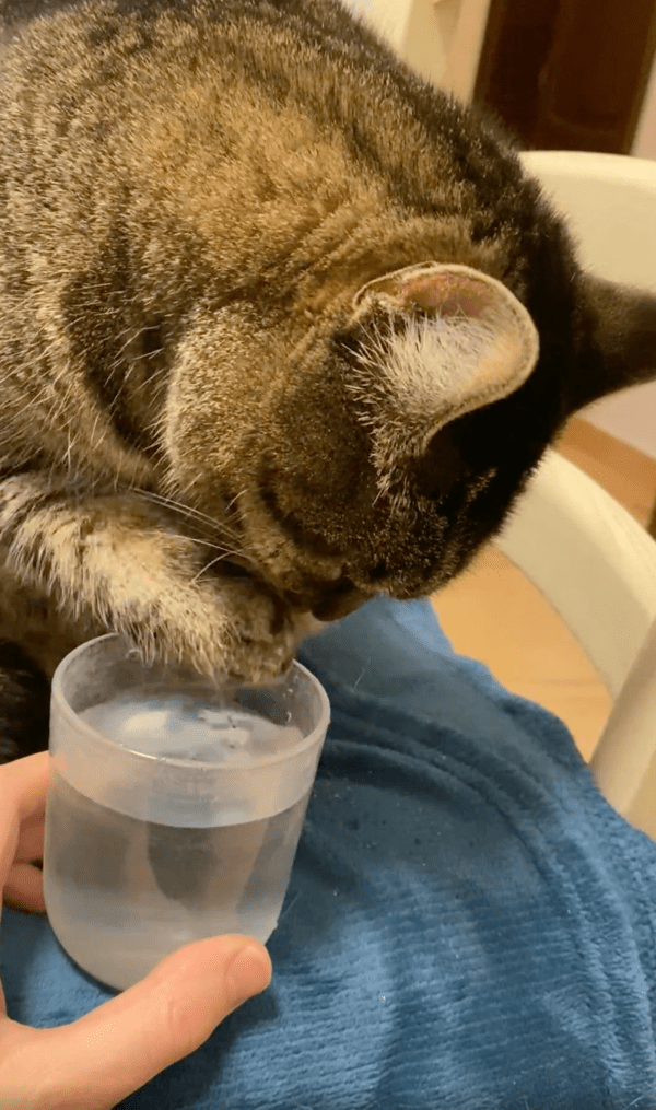출처 : Reddit / 물방울을 핥아 먹는 고양이