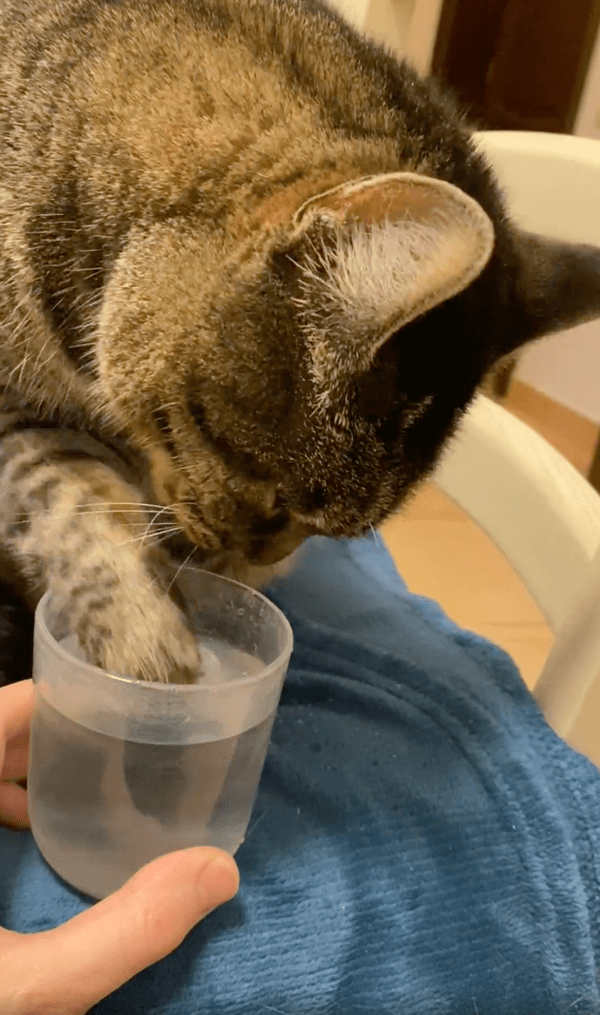 출처 : Reddit / 물이 맛있는 지 계속 물을 앞발로 뜨는 고양이
